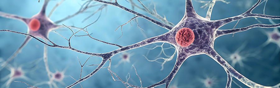 Illustration av nervceller